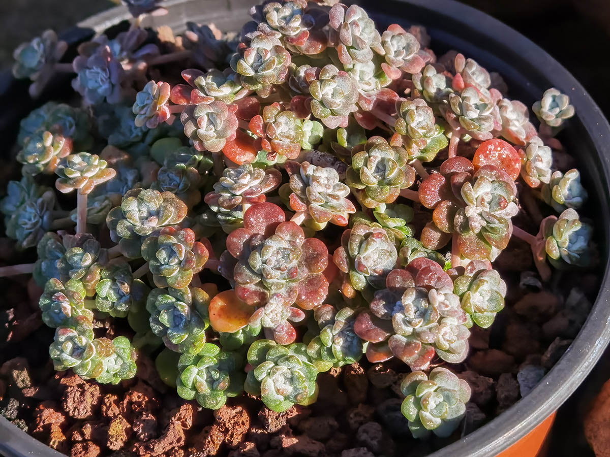 Sedum spatulifolium 'Purpureum'